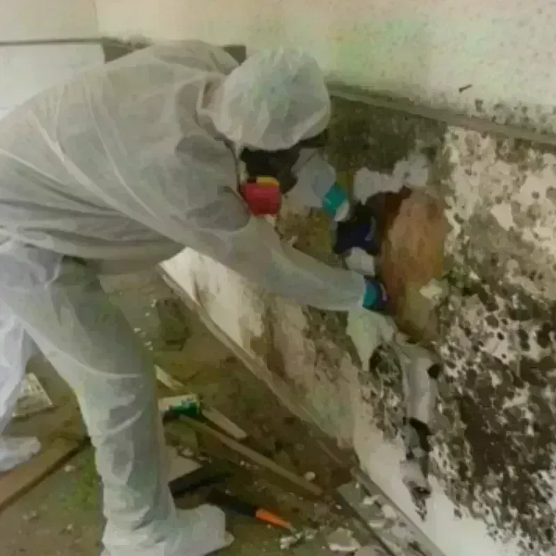 Mold Remediation and Removal in Hyde Park, UT